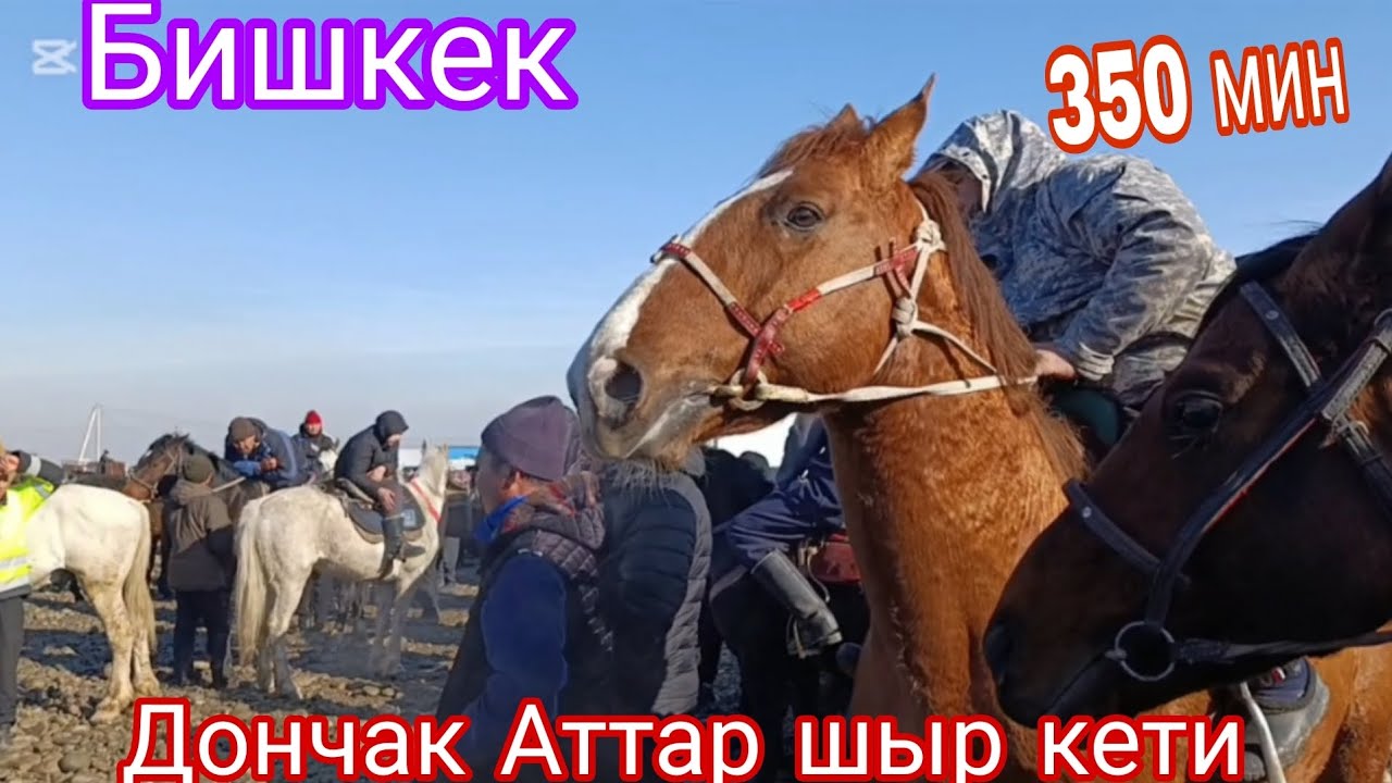 Сокулук жылкы базар кызыды 