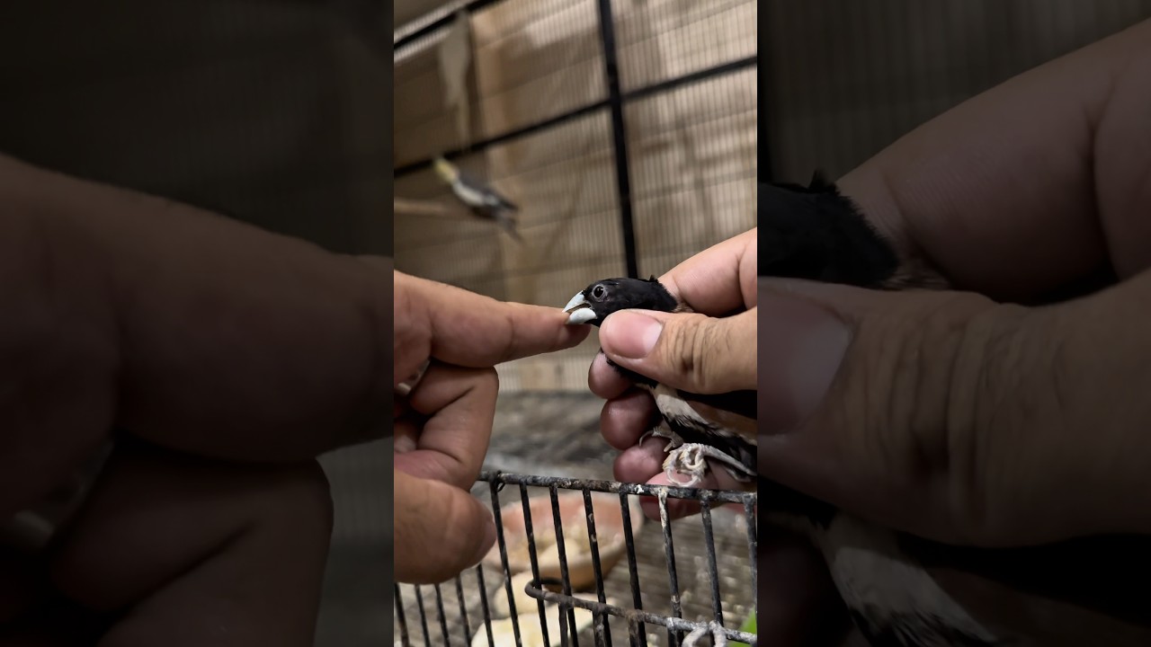 This scary finch in captivity 🤯 #ardailypetvlogs #muniafinch #birdshorts