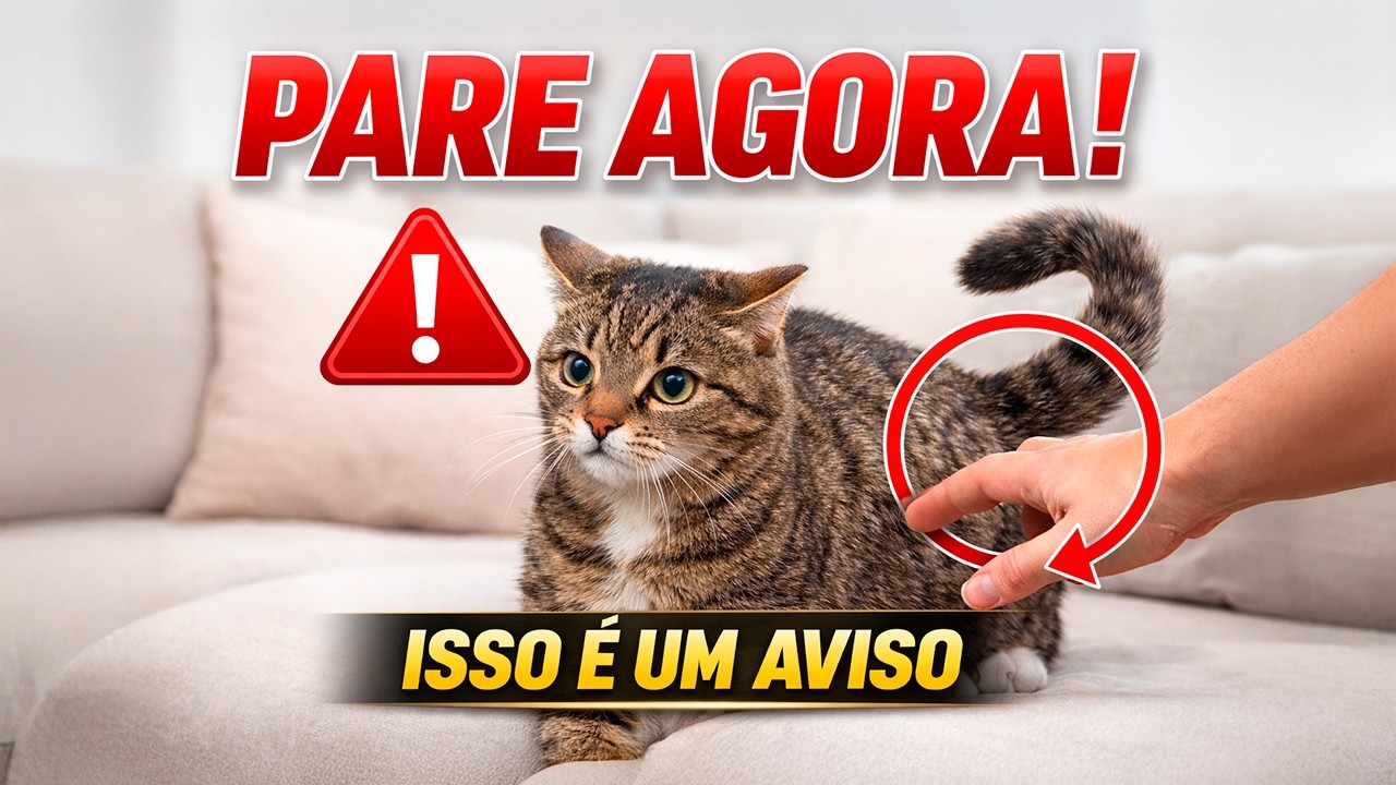 Seu Gato NÃO Odeia Carinho Você Só Está Fazendo ERRADO!