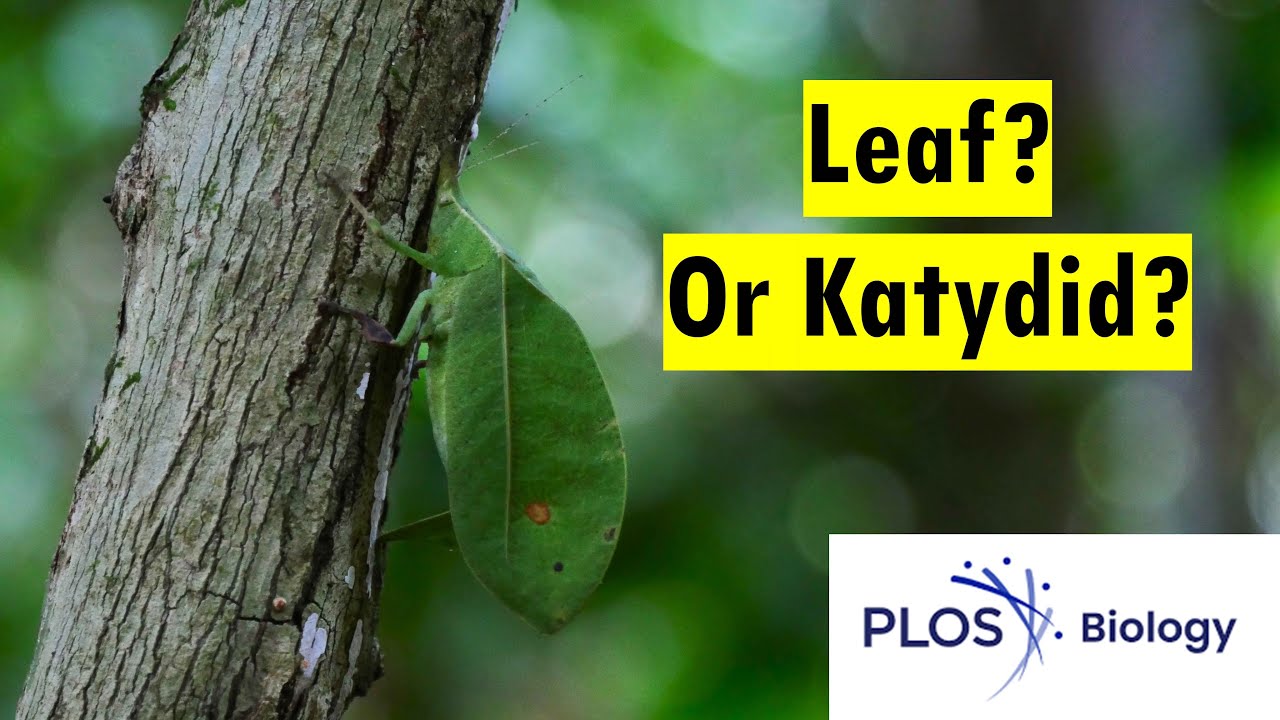 Hiding in plain sight: How katydids evolved leafy costumes to trick predators (PLoS Biology 2025)