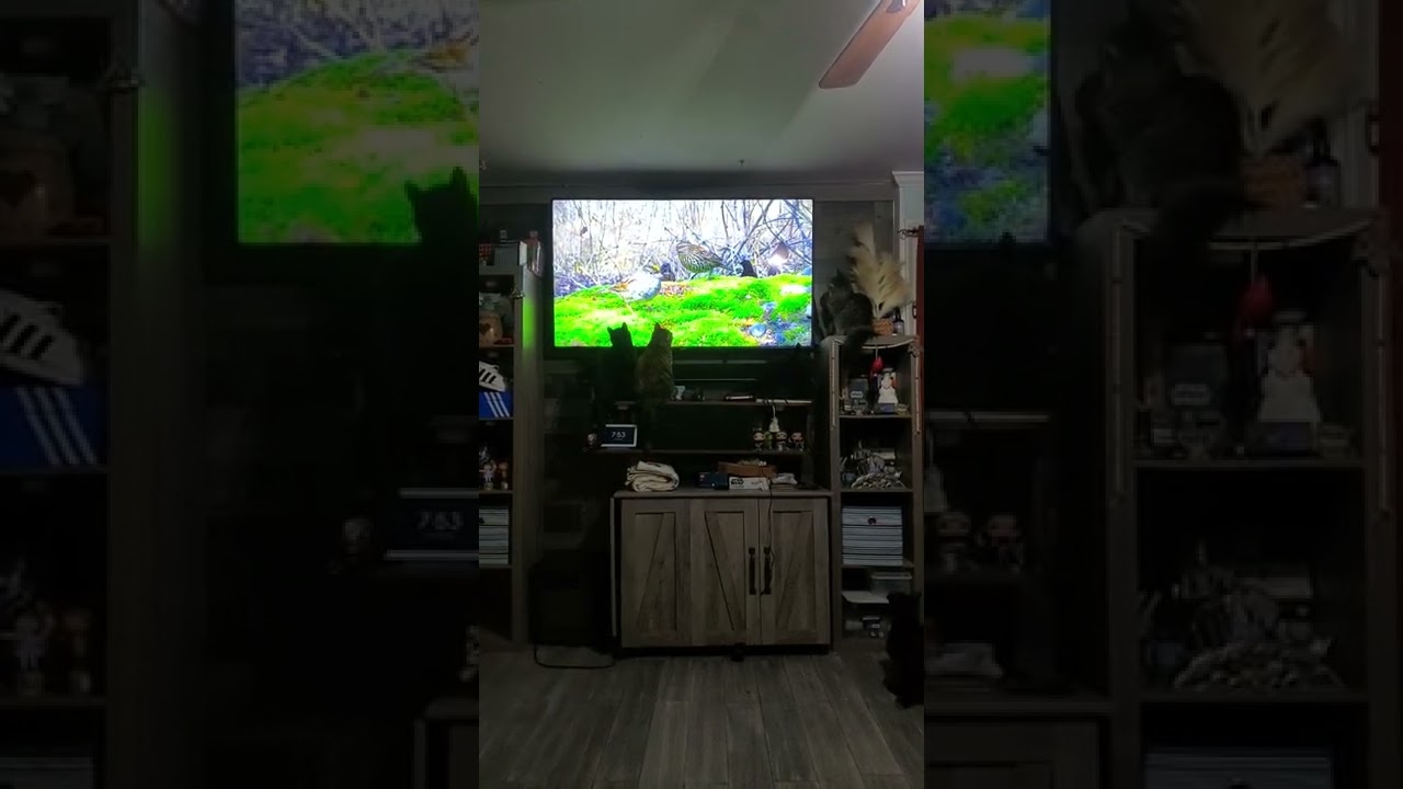 my cats love watching bird videos on YouTube.. specially videos from Birder King.. 