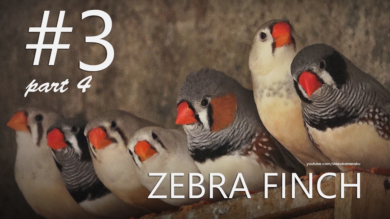 Zebra Finch Small Aviary: C3P4 - Ckirichiiieuw-chkirichiiiieuw