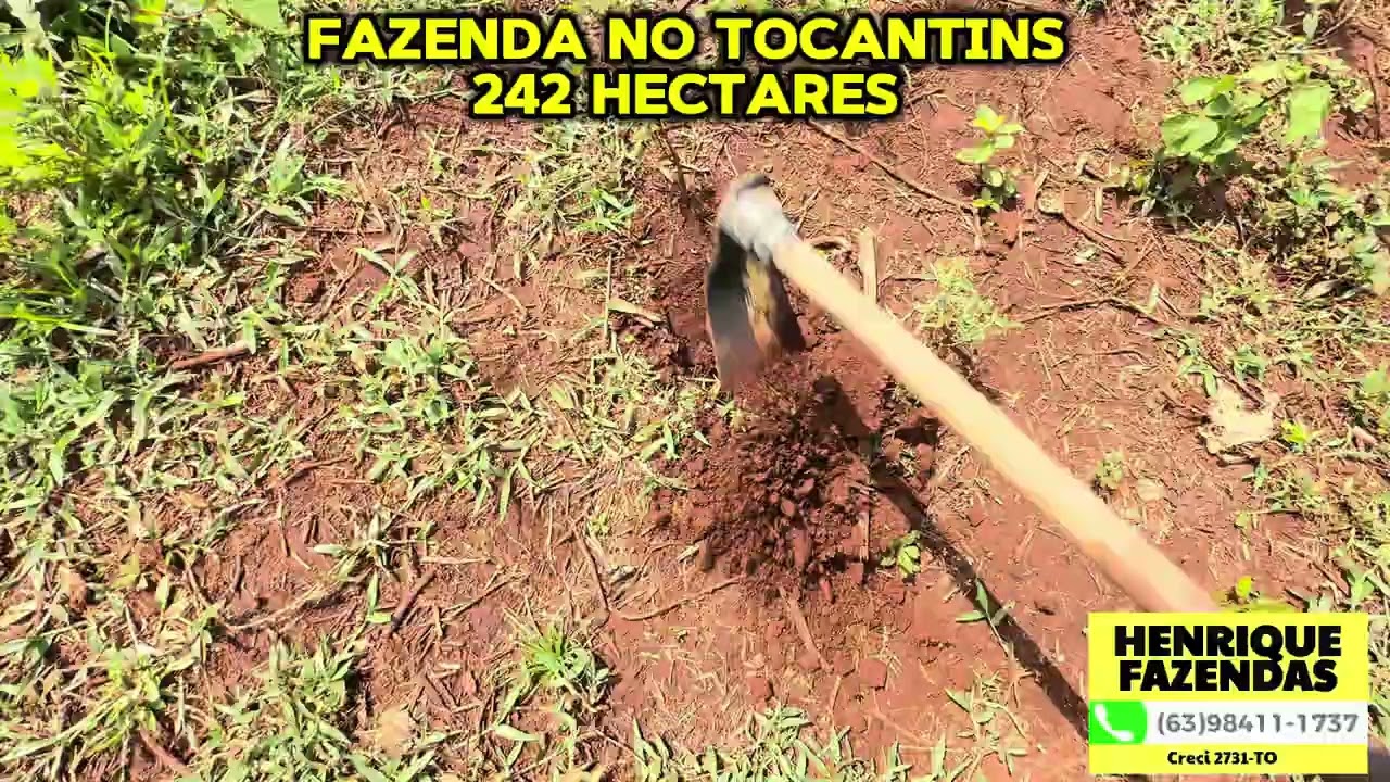 FAZENDA NO TOCANTINS 242 HECTARES (63)98411-1737