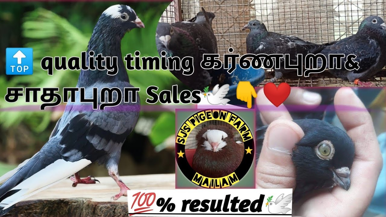 💯Timing top quality கர்ணபுறா&சாதாபுறா Sales video🚫😍rate mentioned.Don't miss it.⏰limited stock ✅