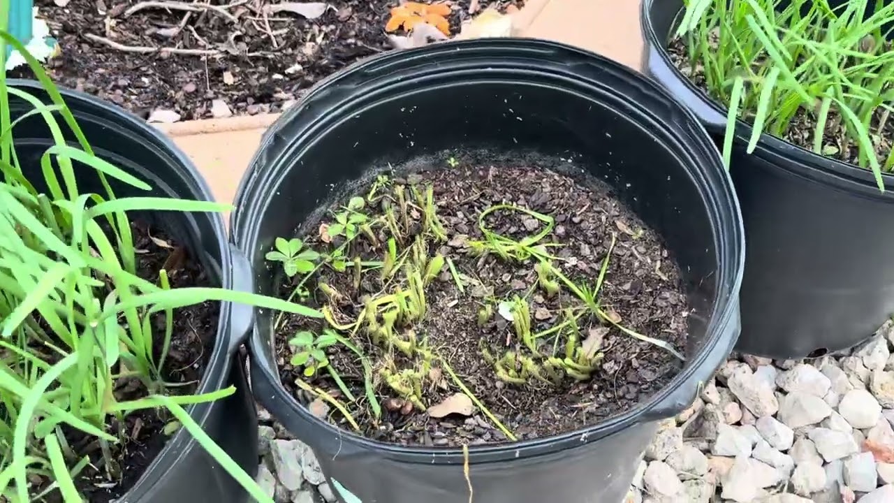 2 Loại Cây Rau Dễ Trồng Nhất ( Hẹ và Rau Bầu Đất - Chives and Longevity Spinach)