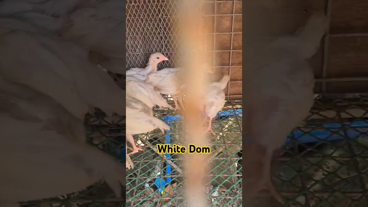 White Dom 2 months Old, Sweater Dom x Biboy White Kelso