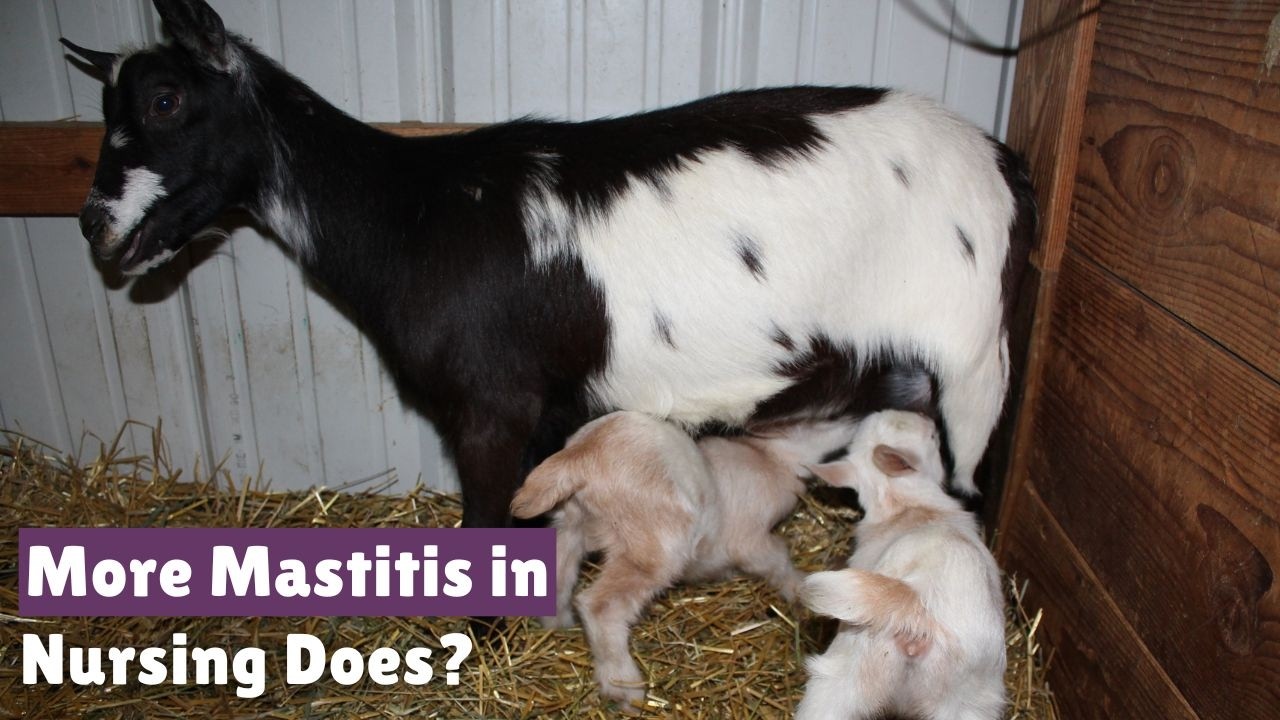 Do nursing goats have more mastitis?