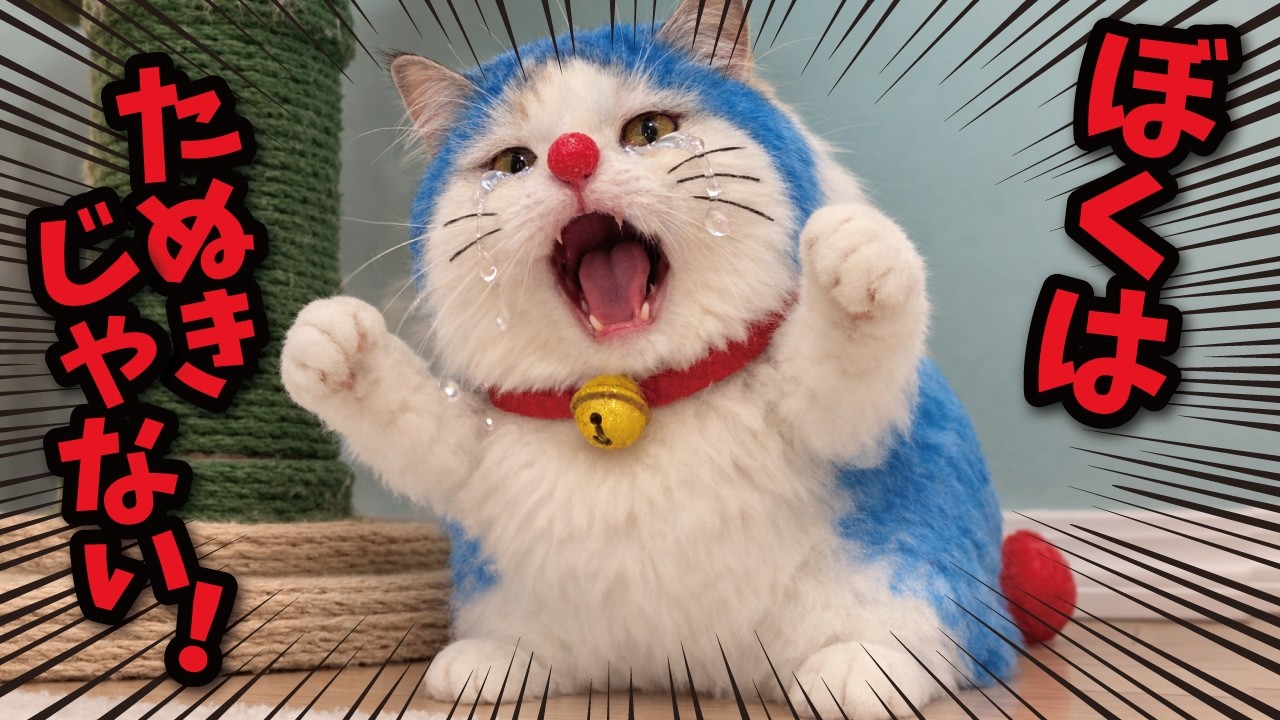 【衝撃の事実】ウチの猫、実はタヌキでした