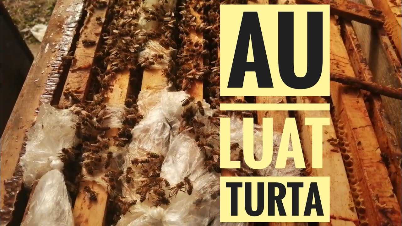 După prima hrănire.