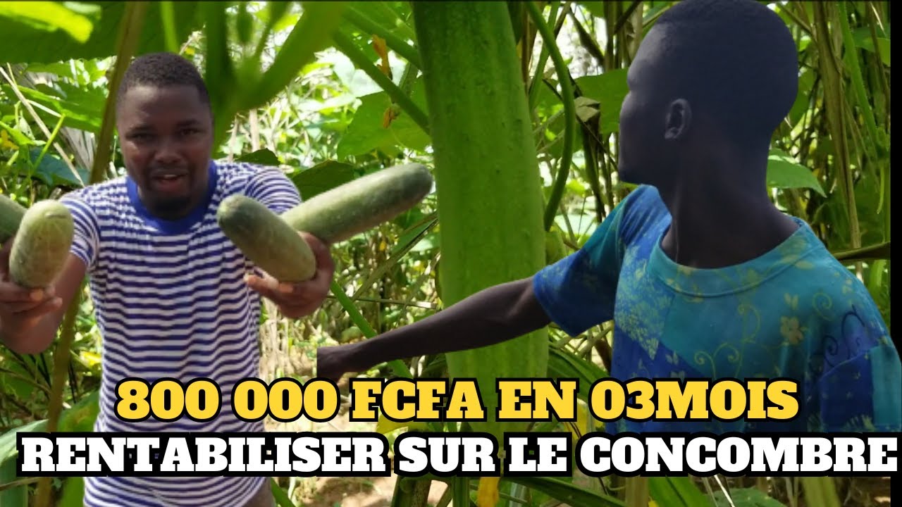 IL GAGNE 800.000FCFA EN 03MOIS EN CULTIVANT LE CONCOMBRE: VOICI SON SECRET.