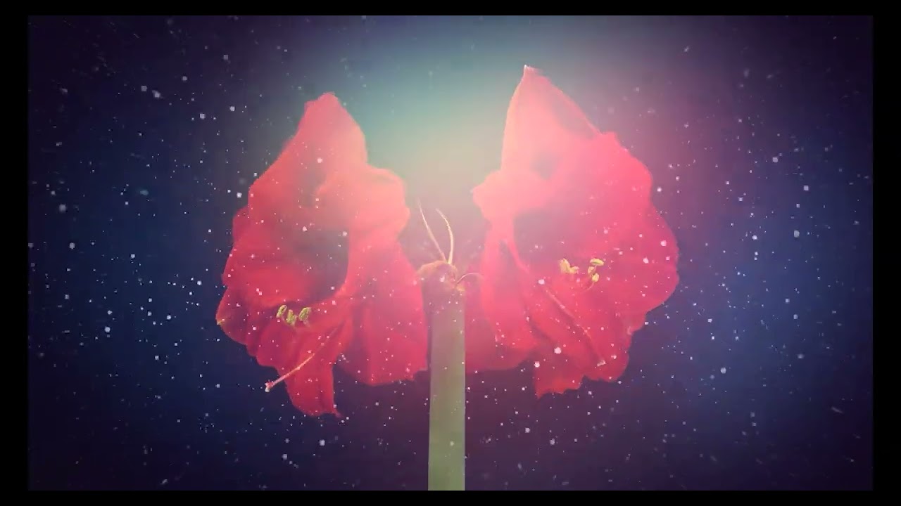 footage flower flight  - квітковий політ (цветочный полет)