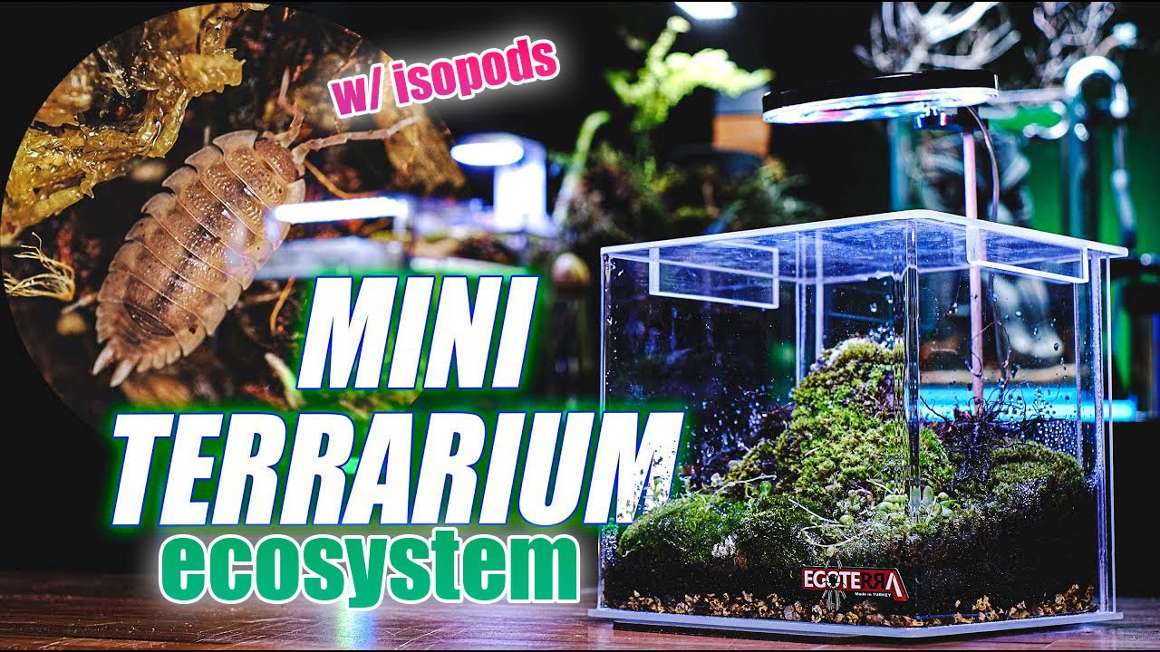 Mini Ecosystem Terrarium with Isopods
