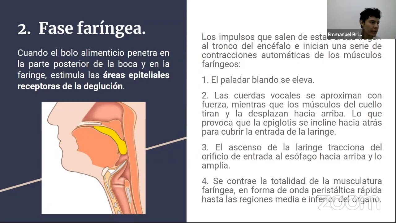 Generalidades anat&oacute;micas cavidad oral, faringe y es&oacute;fago