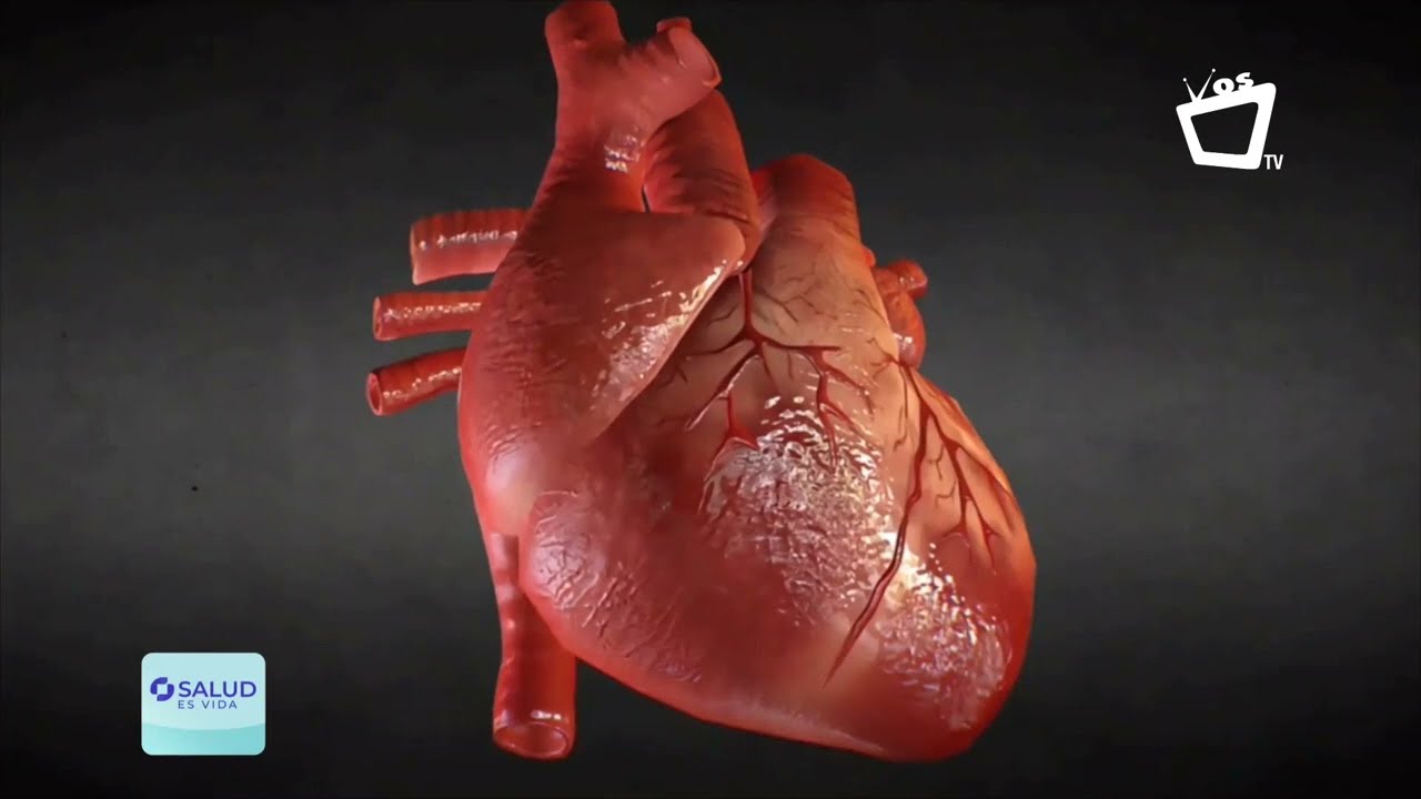 Todo sobre el corazón explicado en un solo video