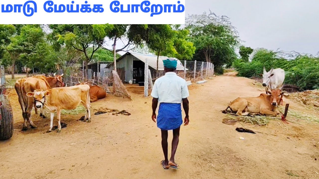மாடு மேய்க்க போறோம்🐂🌿| Village vlog in Tamil| Idhu Namma Route. #tamil#vlog#lifestyle