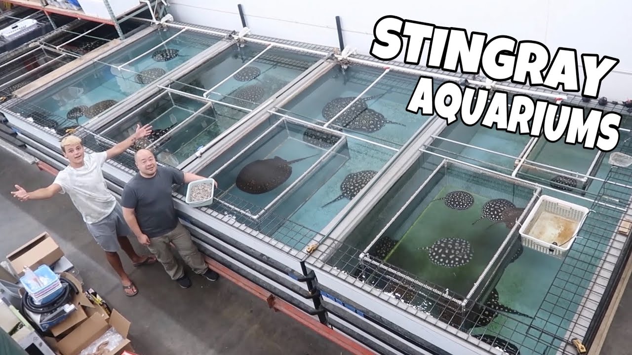 HUGE STINGRAY BREEDING FACILITY!!! *FEEDING*