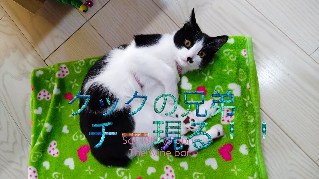 クックの兄弟 がやって来た！