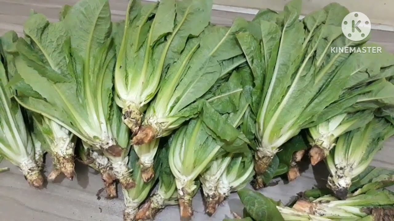 تفريز ورق الخص وورق اللفت محتفظ بلونة الأخضر طول السنة وبنفس الطعم