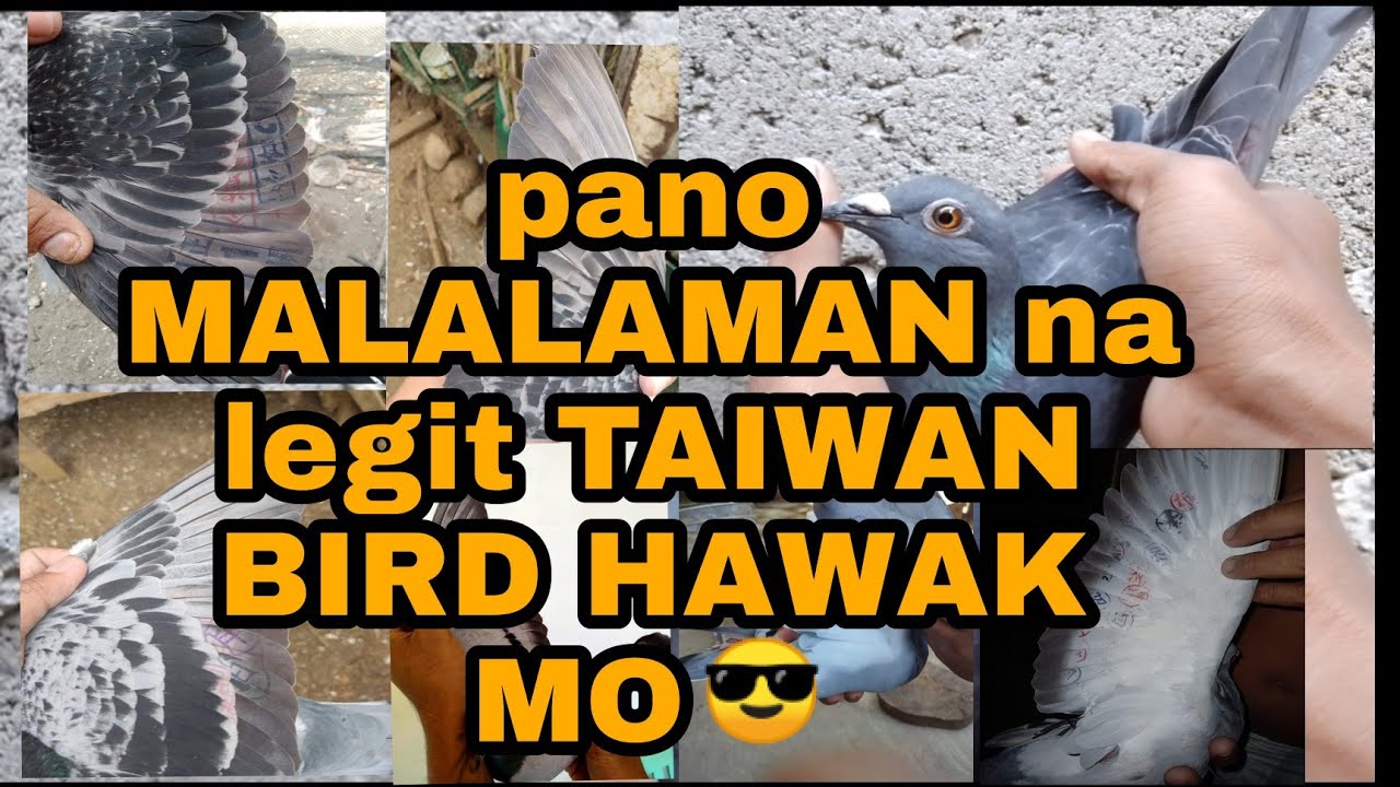 Pano pumili ng LEGIT TAIWAN BIRD😎