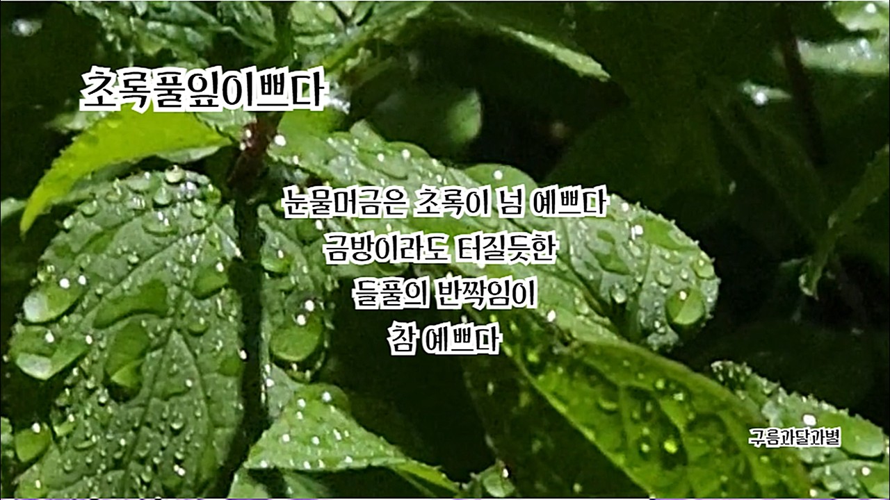 눈물머금은 초록이 넘 예쁘다 #초록풀잎이쁘다 #구름과달과별 #눈물 #들풀#풀잎 #비 #빗방울 #이슬방울 #이쁘다 #allseego #bcjang