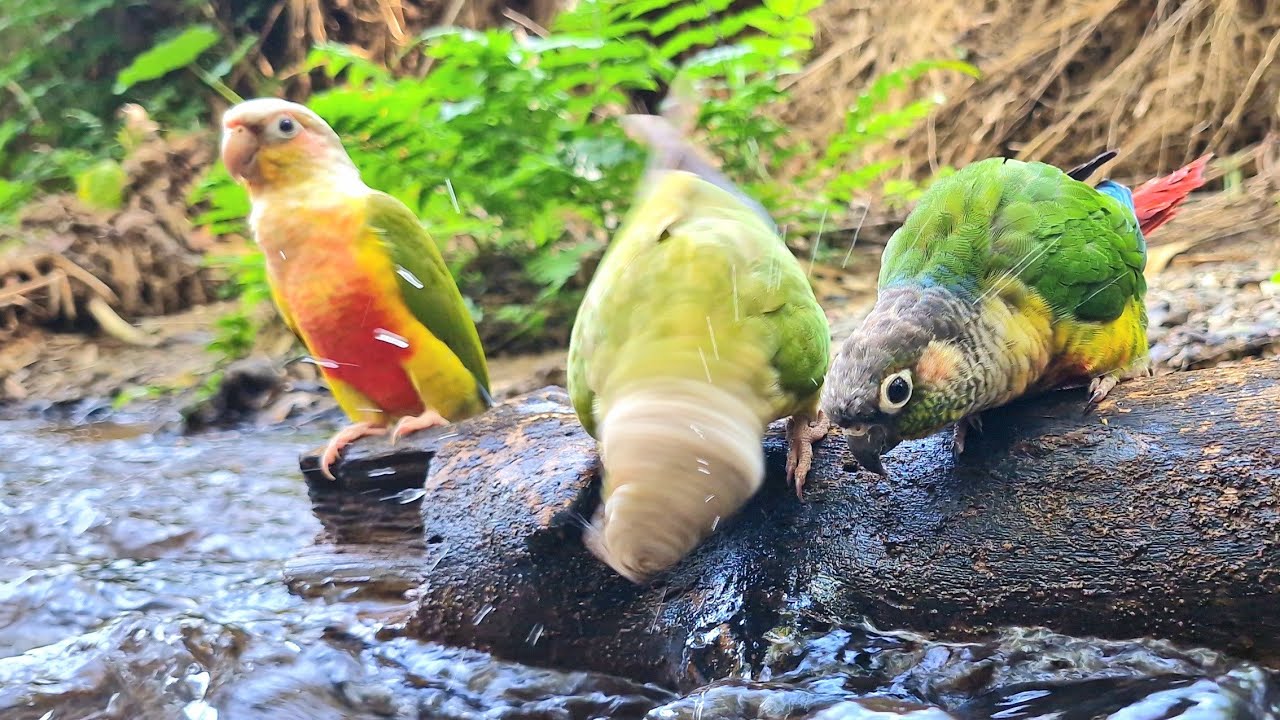 Parrots are having fun taking a bath : green cheek conure sounds.