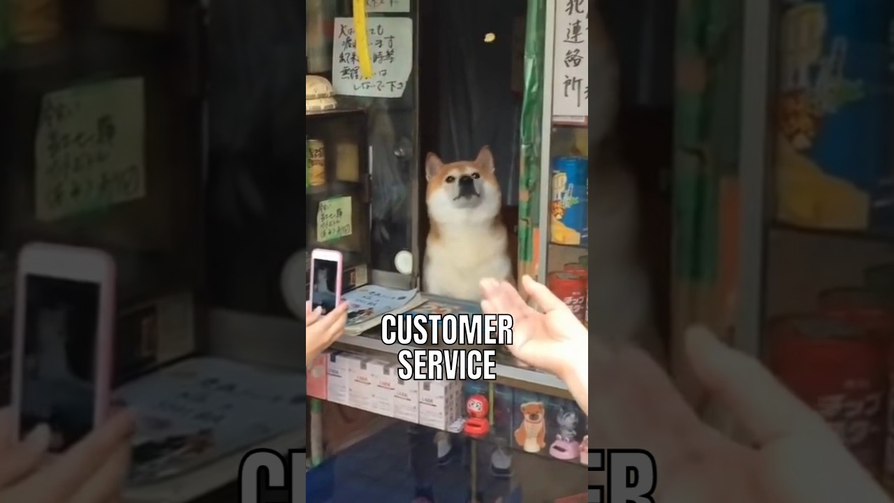 This Shiba Inu runs small shop in Japan!🥰🥰 #interesting #facts #dog #cute #doglover #dogfacts
