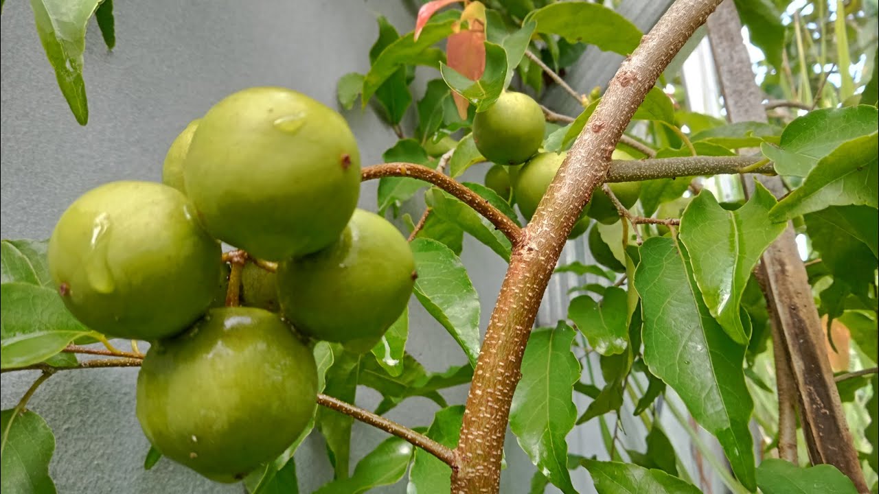 Tabulampot Plum Aussie Berbuah Lebat