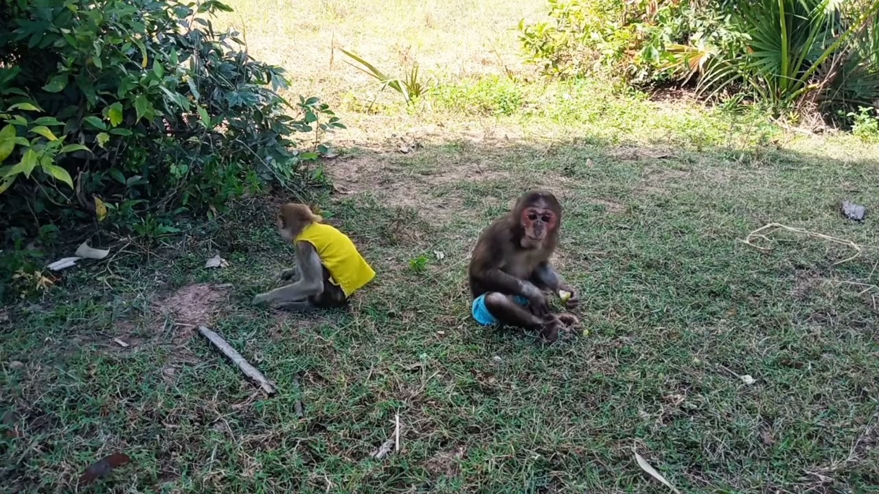Monkeys and Dogs Hanging Out Together in the Wild #monkeylove #monkeychallenge #monkeyvideo
