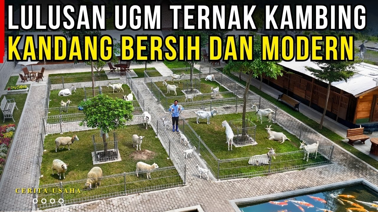 LULUSAN UGM TERNAK KAMBING DAN DOMBA DI KANDANG BERSIH MEWAH & MODERN | CERITA USAHA