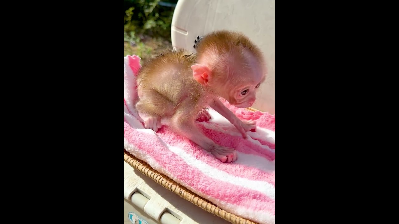 Sweet Little Monkey