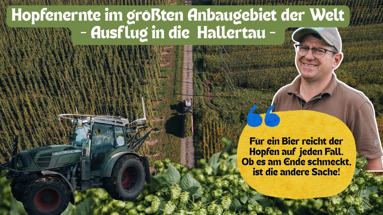 #Hopfenernte in #der Hallertau: Unterdurchschnittlicher Ertrag erwartet!