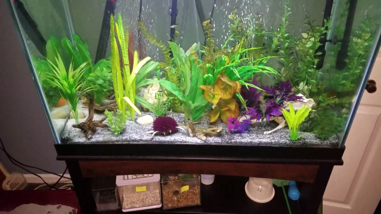 Aqueon 65 gallon ensemble long term review