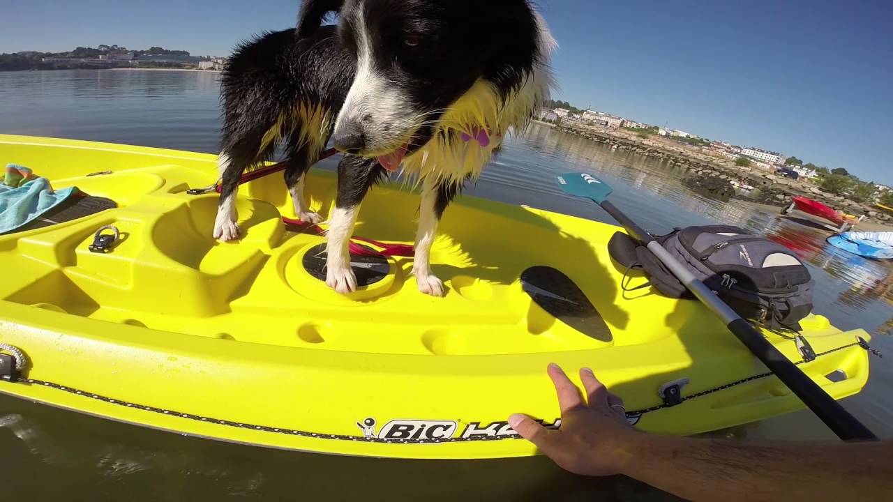 🛶 🐕 Kayak con Perro en Galicia - Border Collie