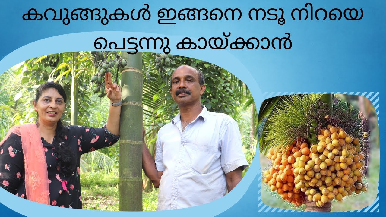 കവുങ്ങ് ഇങ്ങനെ നട്ടാൽ പിന്നെ ആയുഷ്കാലം ചിലവുകൾ ഇല്ല/Rincy'skitchen&vlog