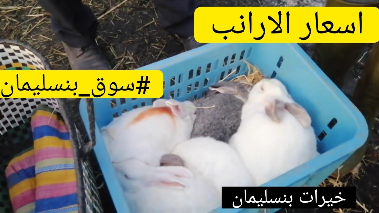 اسعار الارانب سوق بنسليمان مختلف الانواع و الأحجام الجزأ 3