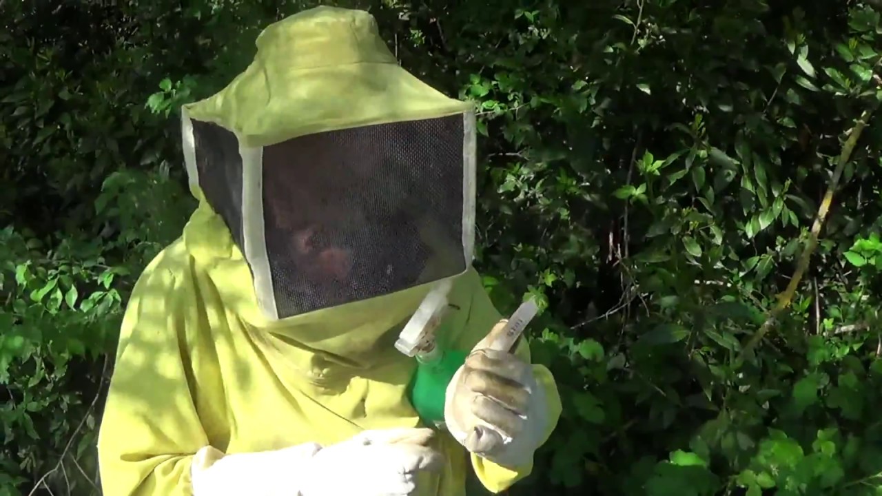 Inserimento regina vergine in nucleo di fecondazione con covata di Giuliano Stracci