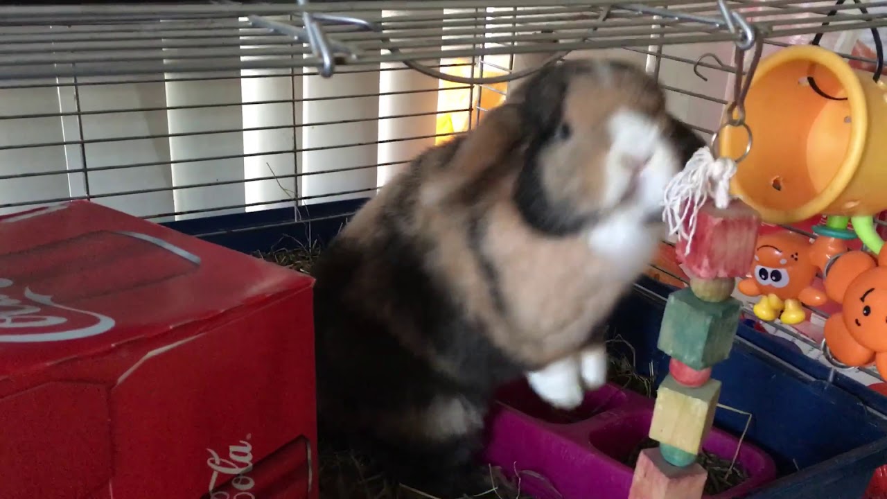 My very happy bunny, talking to me (honking)