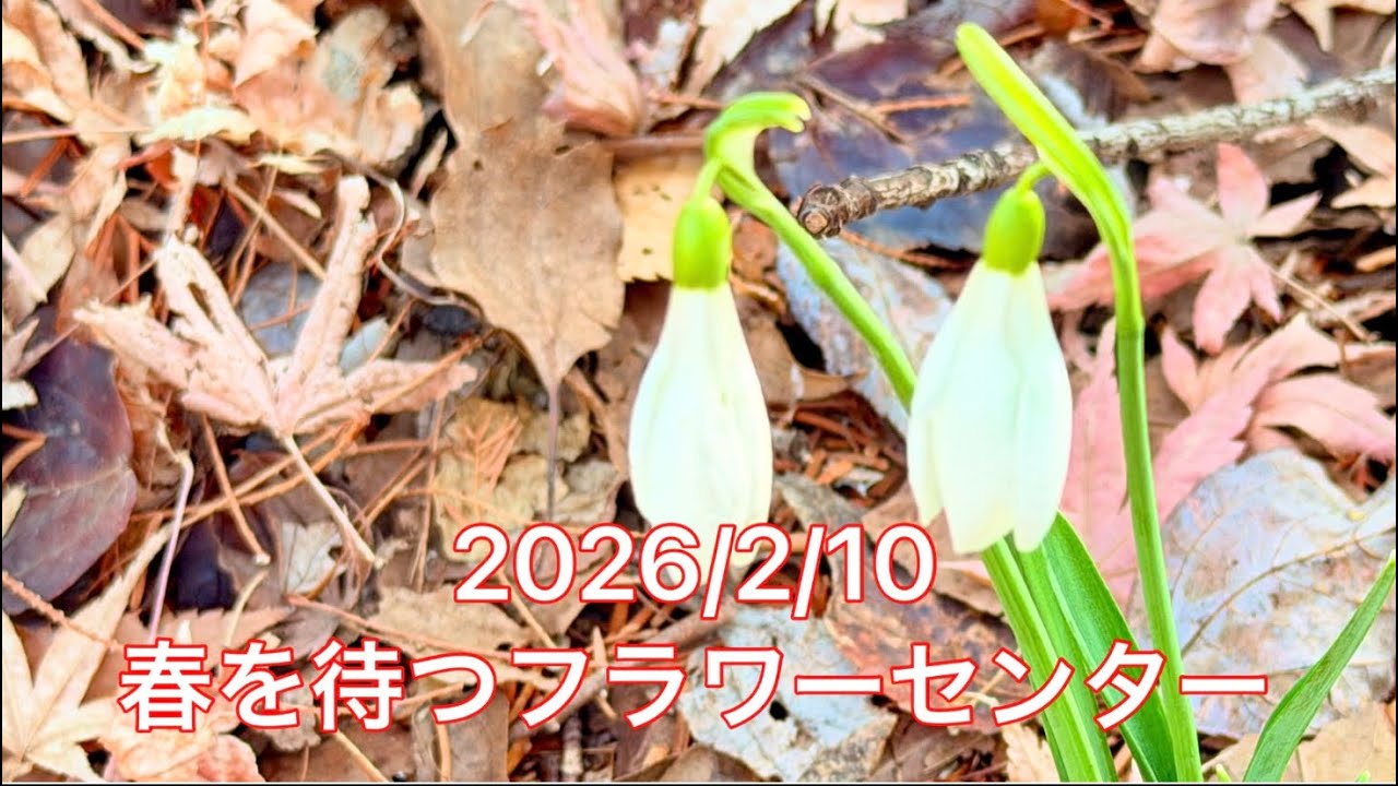 2026/2/10  春を待つフラワーセンター