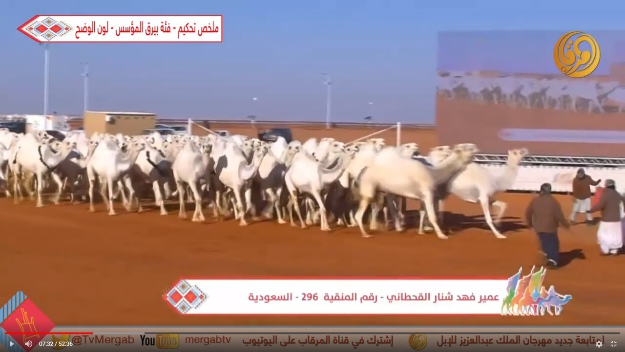 عروض وتحكيم المنقيات فئة 100 بيرق المؤسس-لون الوضح  الأحد 12-1-2020م #مهرجان_الملك_عبدالعزيز_للإبل_4