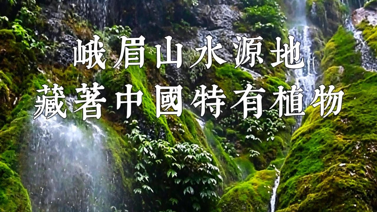 峨眉山的神奇植物！桶花巨台只長陰濕崖壁，山地鳳仙花竟藏瀑布下# 植物合集 #PlantCollection #自然科普連載 #NatureScienceSeries #探索大自然
