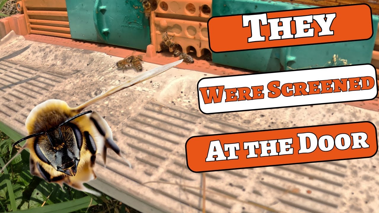 Robbing Screens and Entrance Reducers, Mid Summer & Why!