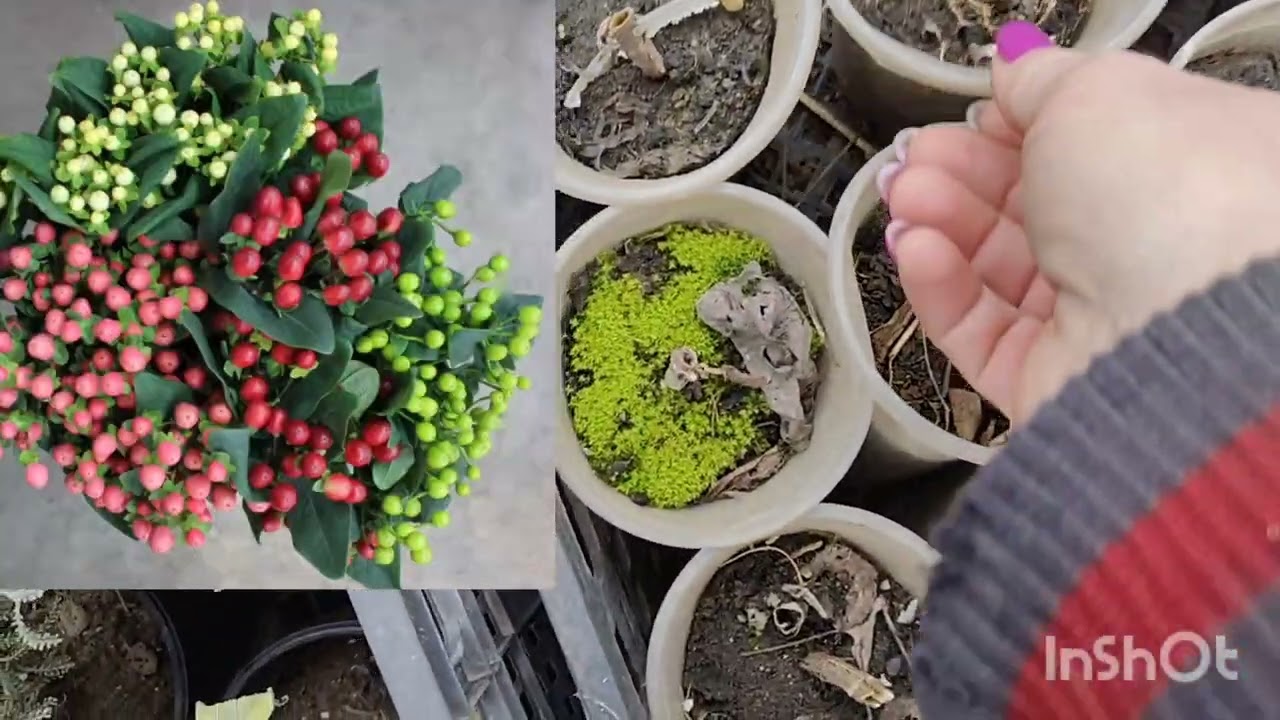 Рослини для продажу.25.01.2025р