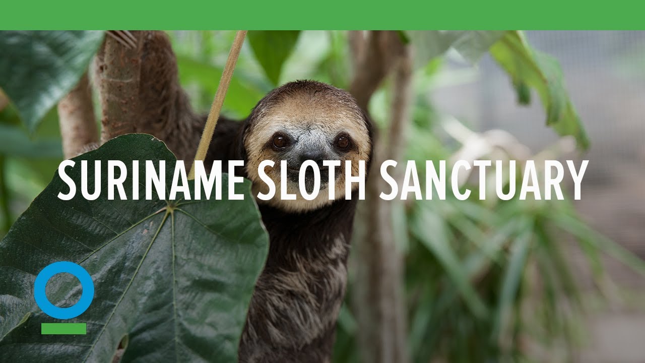 Slothified! CI Visits a Sloth Sanctuary in Suriname | Conservation International (CI)