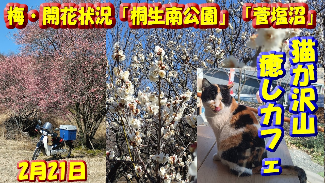 2/21梅・開花状況「桐生南公園」「菅塩沼(太田市)」すぐ近くの白梅の大木が店前にあって猫がいっぱい癒しカフェ「山のおうち」の様子