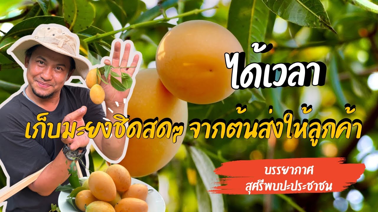 ได้เวลาเก็บมะยงชิดสดๆ จากต้นส่งให้ลูกค้า : สุศรีฟาร์ม