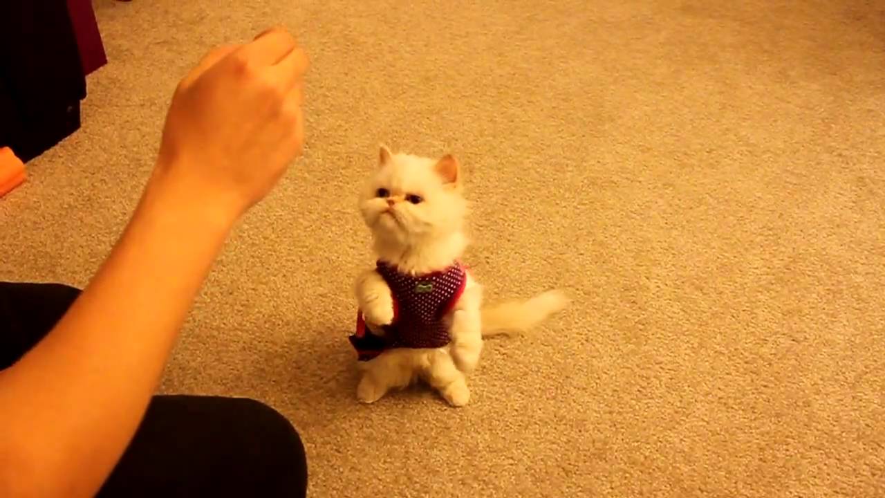 Cat training: Marie learns basic commands