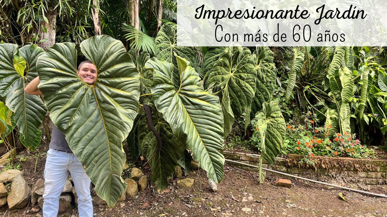 SORPRENDENTES PLANTAS TROPICALES en finca Colombiana |  las plantas del trópico