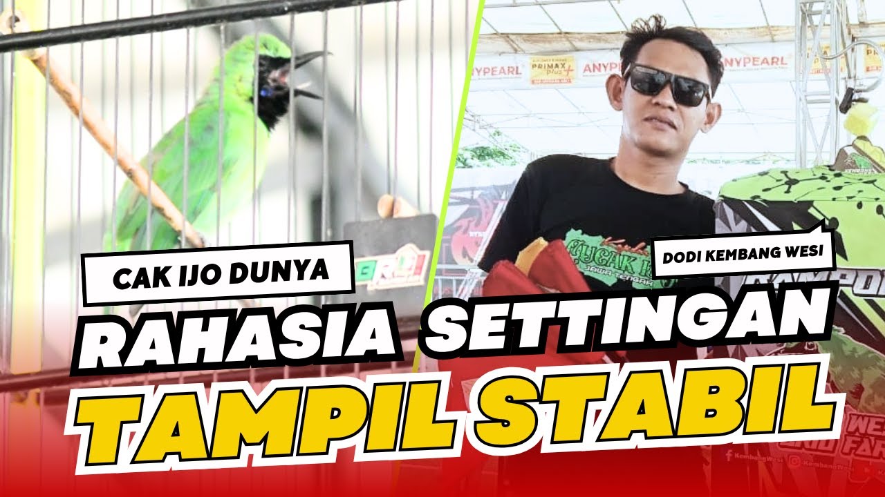 [CI DUNYA] Cucak Ijo DUNYA DODI Kembang Wesi settingan stabil cucak ijo cak ijo cucak hijau HoBi ID