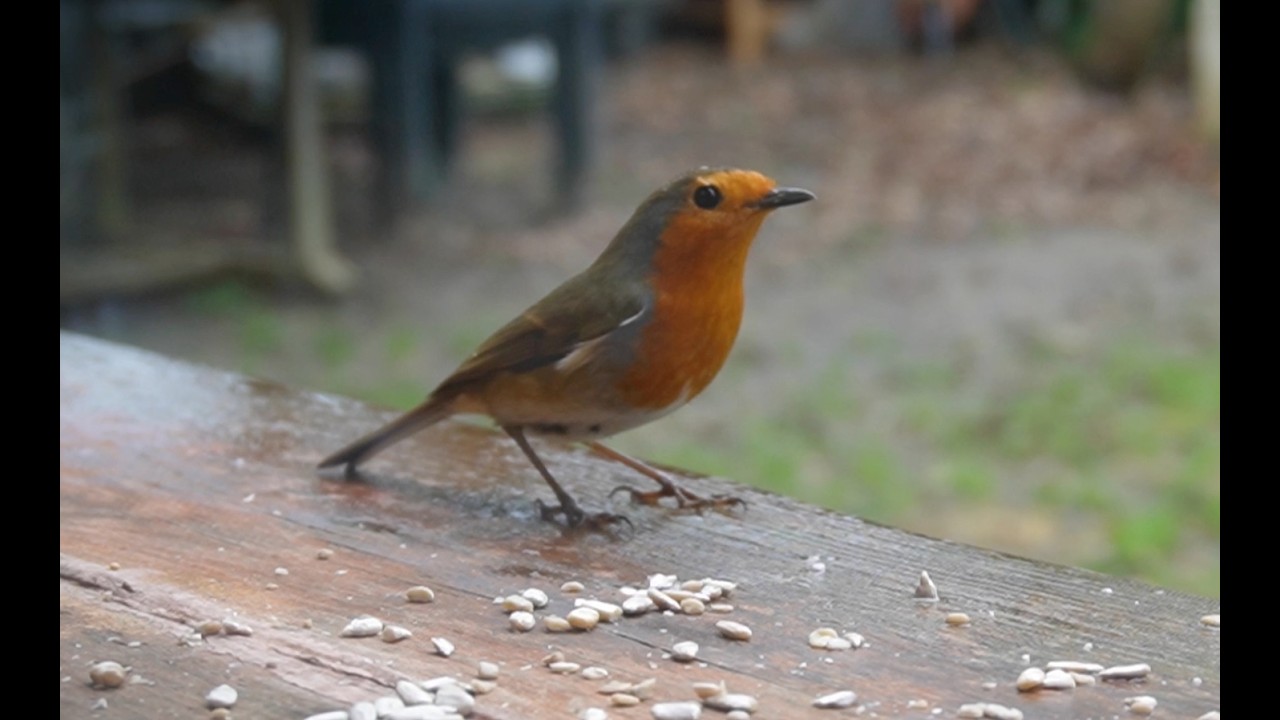 OISEAUX DE MON JARDIN