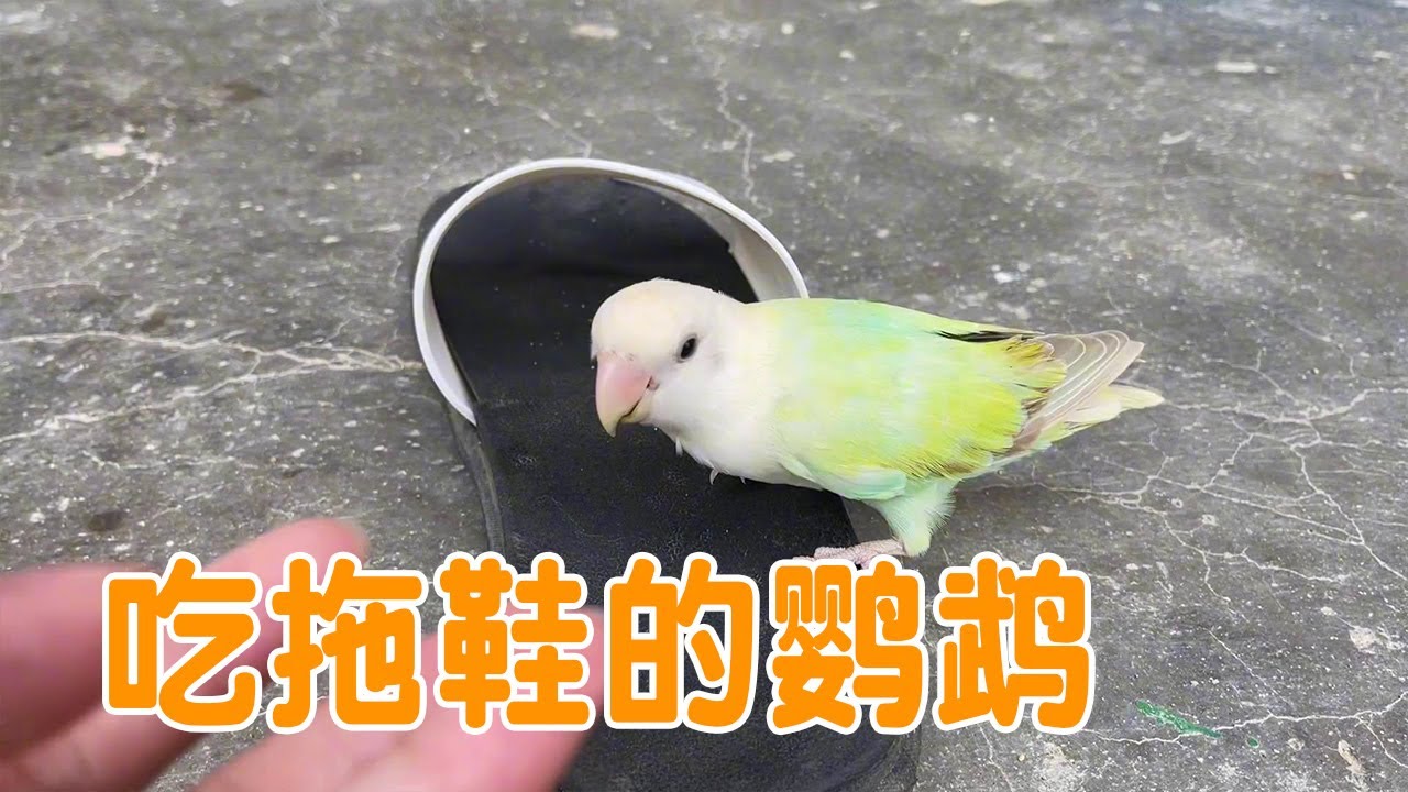 小鹦鹉咬主人拖鞋，还跟主人动起嘴来，奶凶奶凶的超可爱【叁伍萌宠】